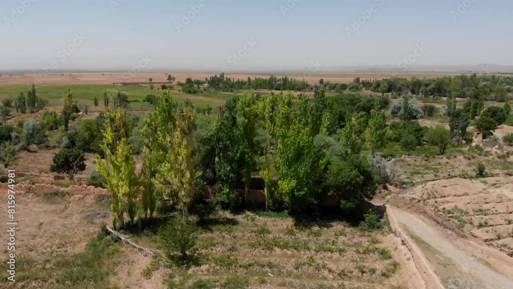 View of Verdant Trees on Arid Terrain, Capturing the Magnificence of Towering Long Trees. View of Verdant Trees on Arid Terrain, Capturing the Magnificence of Towering Long Trees.