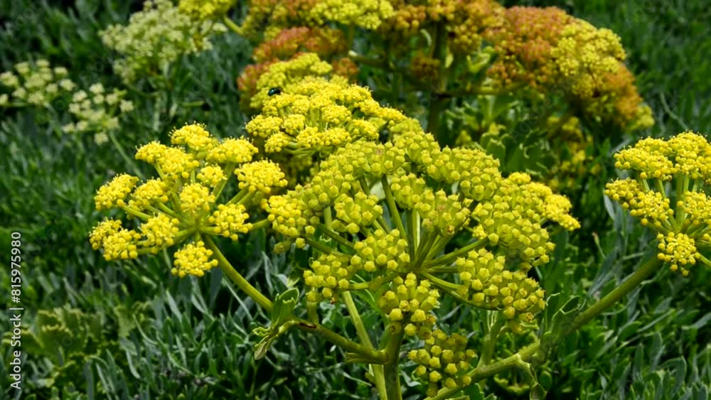 Crithmum maritimum or Rock samphire,Sea fennel flowering succulent plants growing in Buenavista del Norte,Tenerife,Canary Islands,Spain. Crithmum maritimum or Rock samphire,Sea fennel flowering succulent plants growing in Buenavista del Norte,Tenerife,Canary Islands,Spain.