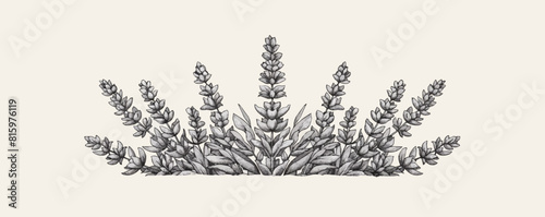 Lavender plant sketch hand drawn line art engraving Vector illustration