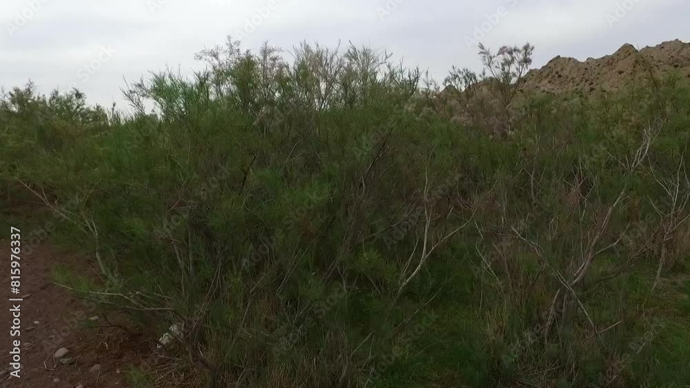a lush green tree sways gracefully in the gentle breeze, set against the backdrop of a serene valley. a lush green tree sways gracefully in the gentle breeze, set against the backdrop of a serene valley.