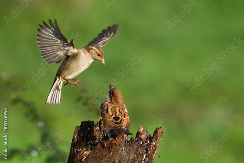 Closeup of two sparrows fighting in flight
