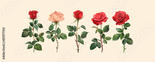 Rose flower set. vector simple illustration