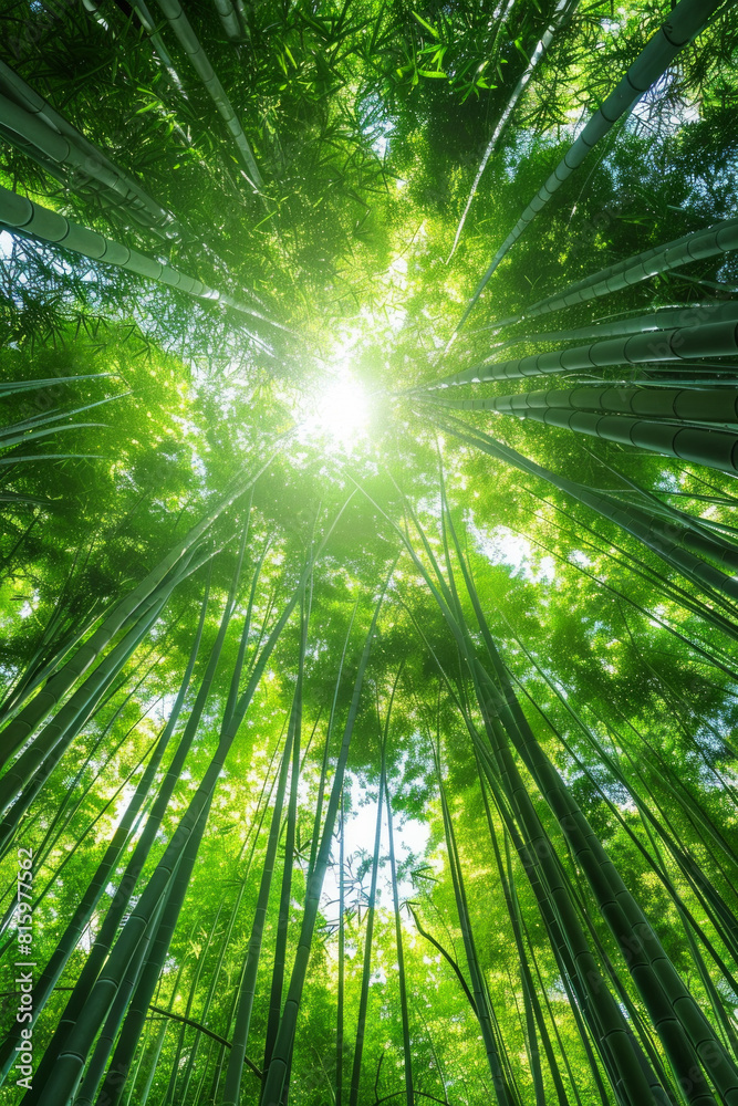 A serene bamboo forest bathed in soft sunlight, with slender bamboo stalks stretching towards the sky and lush green foliage filtering the dappled light, creating a tranquil oasis of natural beauty. A serene bamboo forest bathed in soft sunlight, with slender bamboo stalks stretching towards the sky and lush green foliage filtering the dappled light, creating a tranquil oasis of natural beauty.