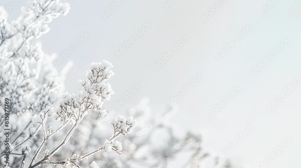 A frosty winter landscape with a clear blue sky shows trees with frosted branches standing in a field of white frost-covered grass A frosty winter landscape with a clear blue sky shows trees with frosted branches standing in a field of white frost-covered grass