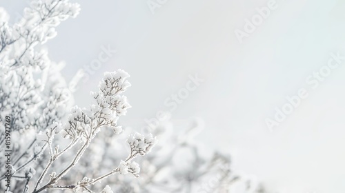 A frosty winter landscape with a clear blue sky shows trees with frosted branches standing in a field of white frost-covered grass © Worrapol