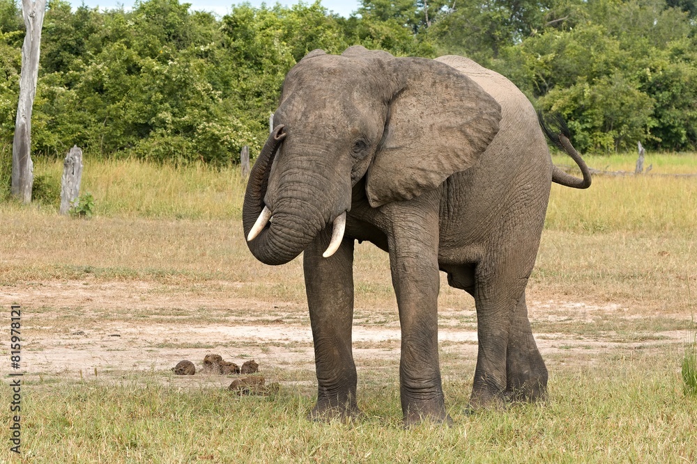 African Elephant (Loxodonta africana) v South Luangwa Národním parku. Zambia. Africa.