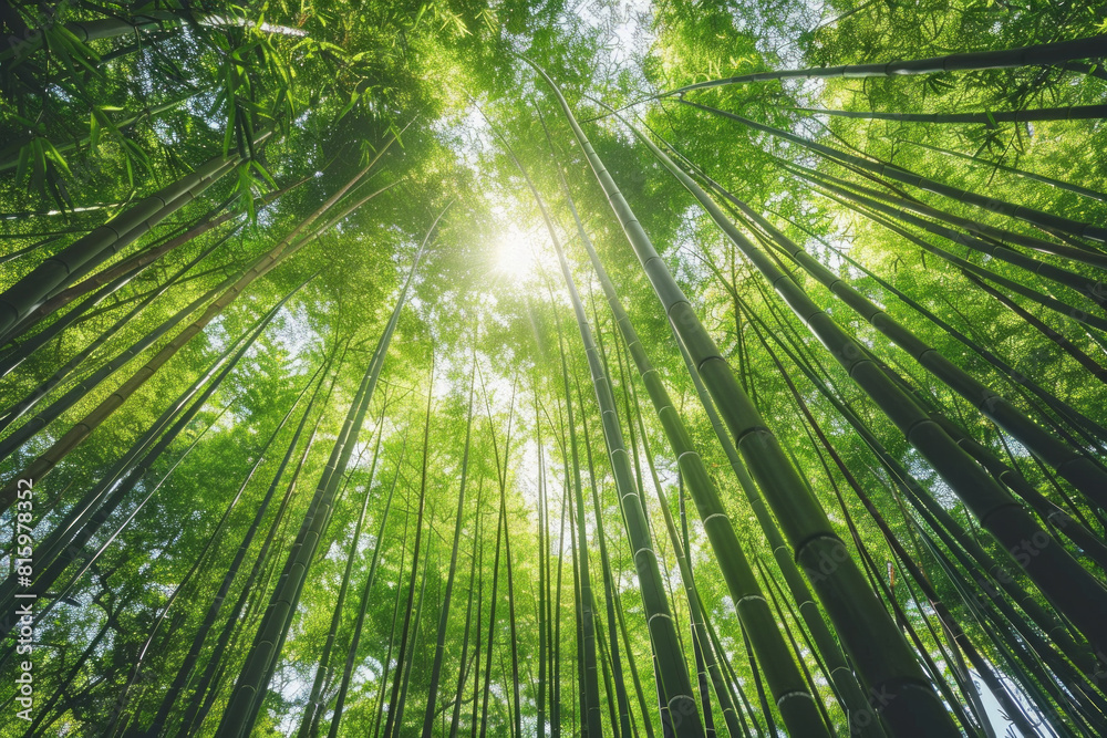 A serene bamboo forest bathed in soft sunlight, with slender bamboo stalks stretching towards the sky and lush green foliage filtering the dappled light, creating a tranquil oasis of natural beauty. A serene bamboo forest bathed in soft sunlight, with slender bamboo stalks stretching towards the sky and lush green foliage filtering the dappled light, creating a tranquil oasis of natural beauty.