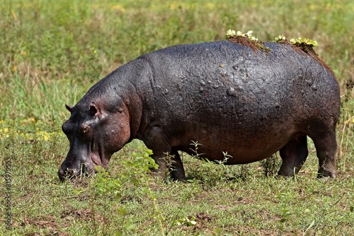 Hippo  Hippopotamus amphibius  in South Luangwa National Park. Zambia.Africa.