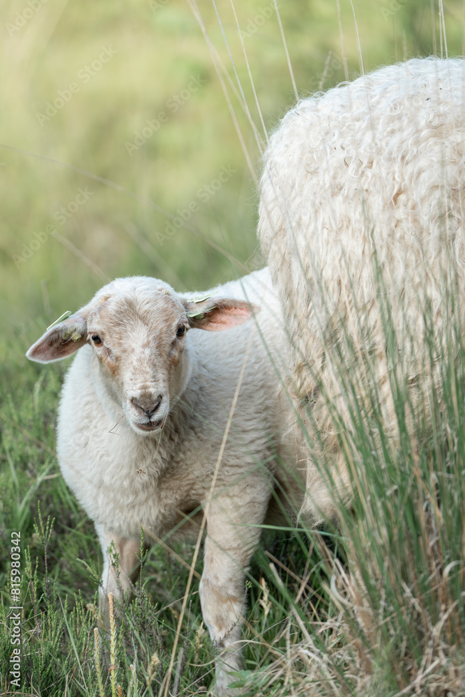 Obraz premium Beautiful white sheep farm grass natural soft pastel 