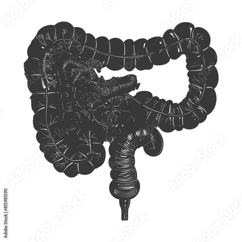 Silhouette human large intestine black color only