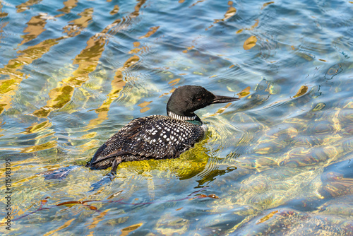 Common loon or great northern diver (Gavia immer) swimming in the ocean bay.