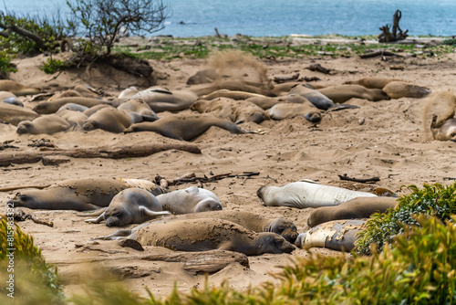 Colony of elephant seals resting on the beach, Año Nuevo State Park, California