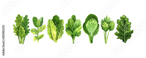Leafy salad green. vector simple illustration