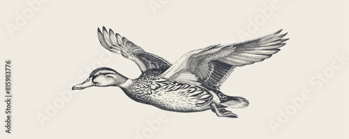 Duck flying hand drawn sketch engraving style vecto