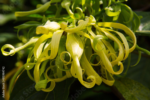 Ylang-Ylang flower (ilang ilang), Cananga odorata, yellow petals as long, flat lines that are bent, far fragrant, on sunny day in ornamental garden. Chiang Mai, Thailand.