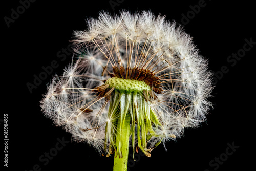 Close-Up of Mature Dandelion Seed Head in Bright Natural Light