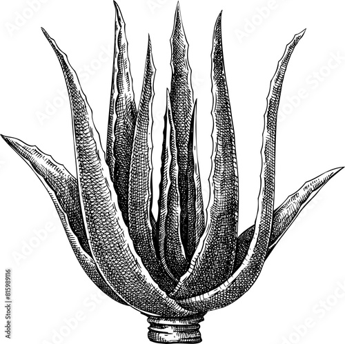 Vintage aloe vera sketch. Hand-drawn succulent, apothecary plant illustration, medicinal herbs drawing.
