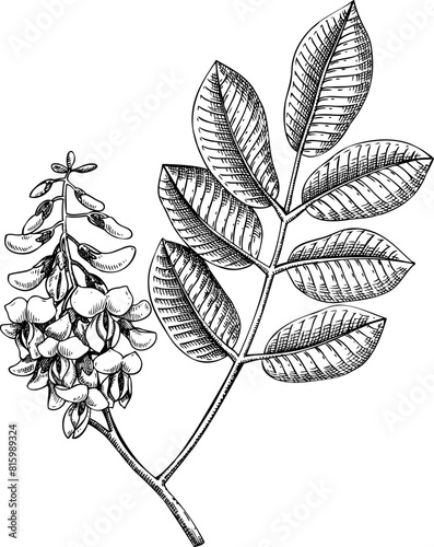 Vintage Jamaican dogwood sketch. Hand-drawn apothecary plant illustration, medicinal herbs drawing.