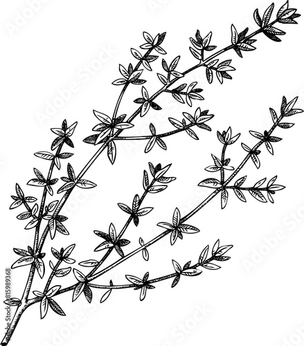 Vintage thyme sketch. Hand-drawn apothecary plant illustration, medicinal herbs drawing.