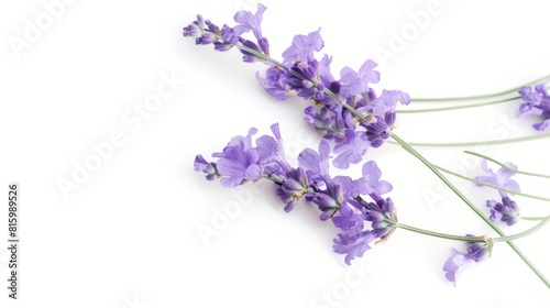 lavender blossoms a delicate purple bouquet blooming against a pure white canvas floral photography