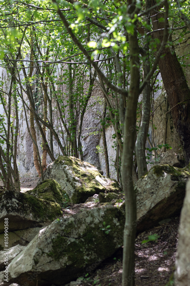 Tree in the woods with rocks with moss Tree in the woods with rocks with moss