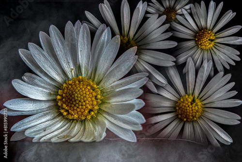 Close-Up of White Daisies with Yellow Centers in Morning Dew