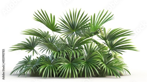lush 3d illustration of rhapis excelsa palm bush isolated on pure white background tropical foliage decor element