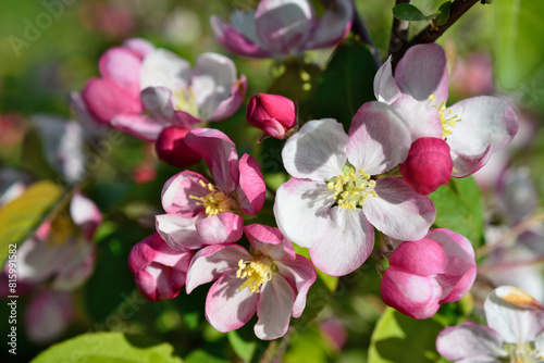 a close up of an apple branch with the pink and white flowers