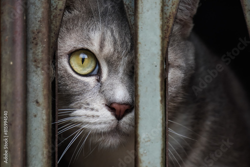 Close up photo of Sharp gaze of a cat's eyes confined within an iron cage, peering out into the world from behind the iron bars. Concept for World Animal Day and Pet Day.