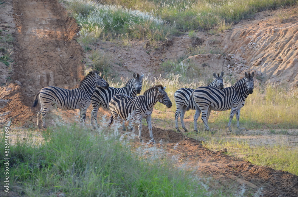 Fototapeta premium Zebra at Sabi Sabi game reserve, South Africa