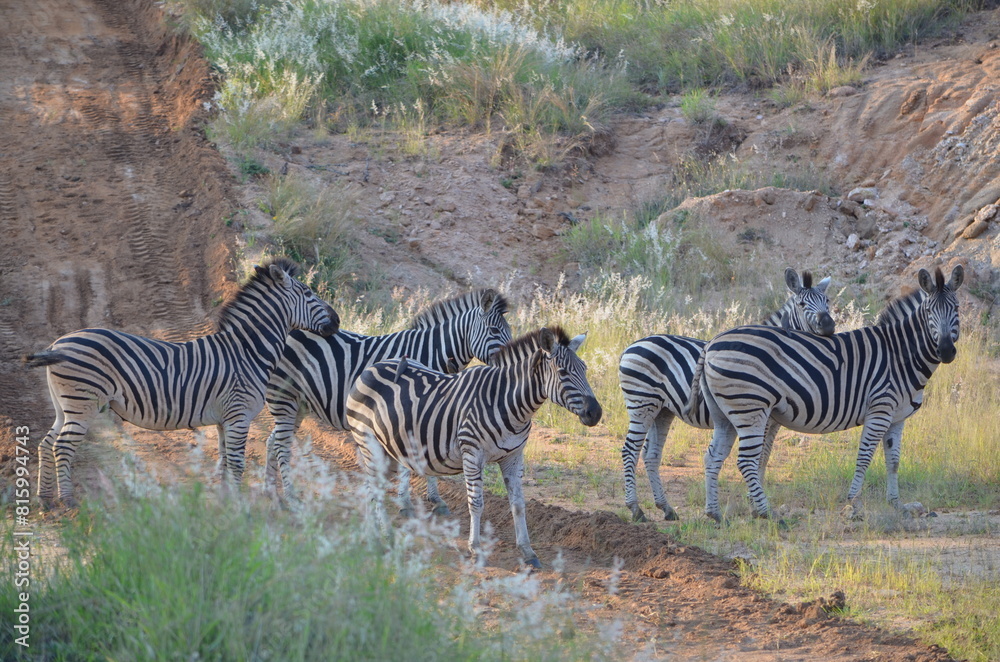 Obraz premium Zebra at Sabi Sabi game reserve, South Africa