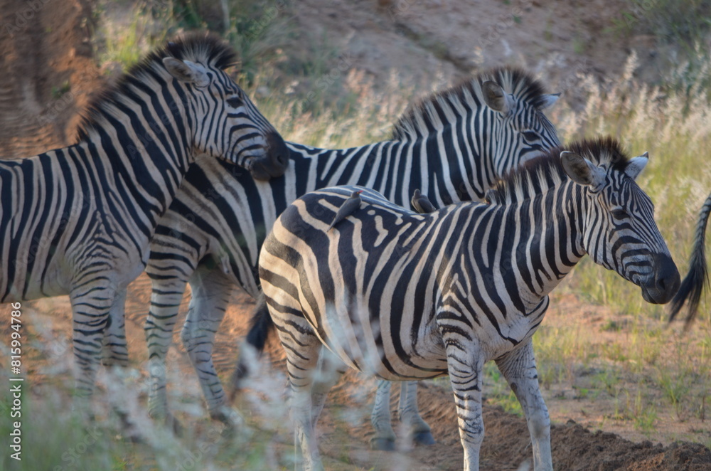 Zebra at Sabi Sabi game reserve, South Africa Zebra at Sabi Sabi game reserve, South Africa
