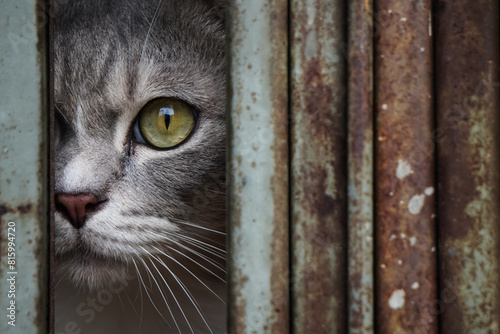 Close up photo of Sharp gaze of a cat's eyes confined within an iron cage, peering out into the world from behind the iron bars. Concept for World Animal Day and Pet Day.