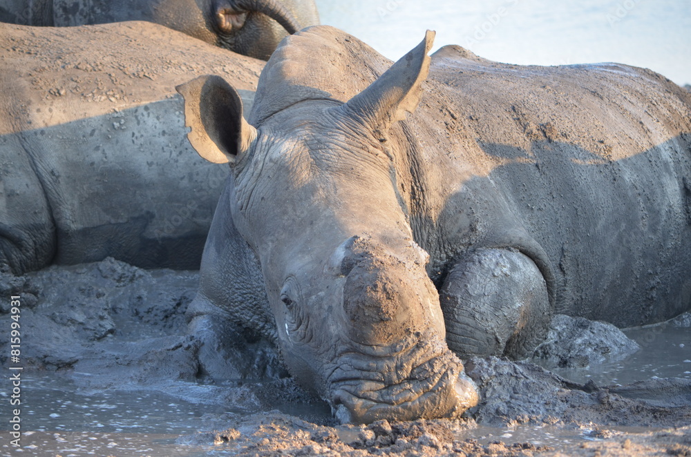 Fototapeta premium White Rhino at Sabi Sabi game reserve, South Africa