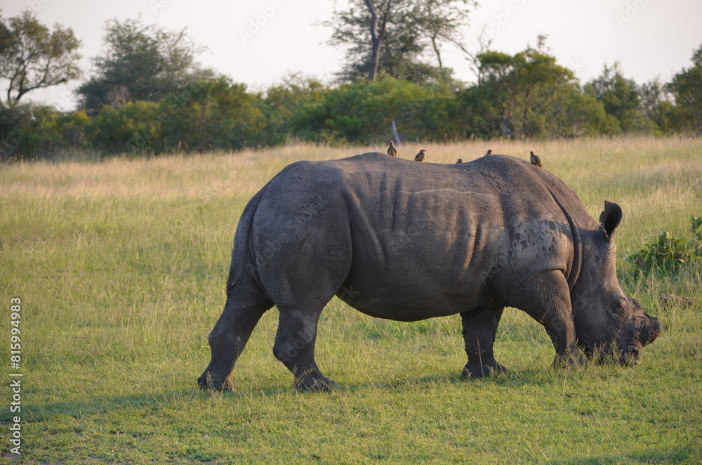 White Rhino at Sabi Sabi game reserve, South Africa White Rhino at Sabi Sabi game reserve, South Africa