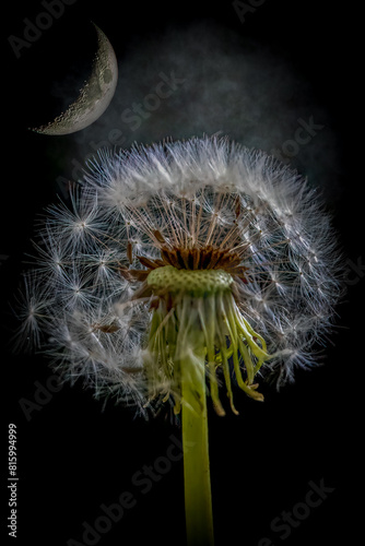 Dandelion Seed Head Under Crescent Moon Light