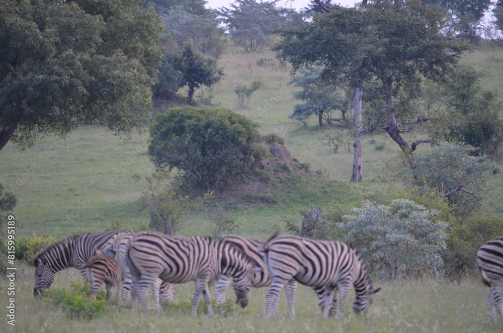 Obraz premium Zebra at Sabi Sabi game reserve, South Africa