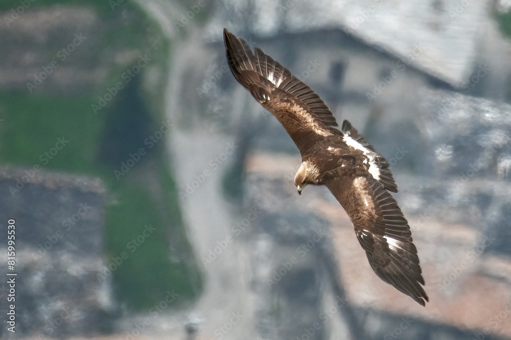 Wild Golden eagle (Aquila chrysaetos) taken from above flying over an alpine village with stone chalets looking for prey, bird of prey in flight with spred wings, Alps, Italy.