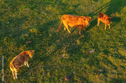 Cows graze on a green pasture in sun. Evening grazing of cows