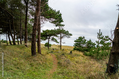 The forest at Murvagh in County Donegal, Ireland