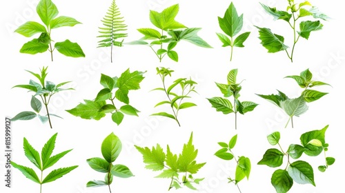 Assorted green leaves from various plants isolated on a white background  suitable for botanical and environmental design elements.