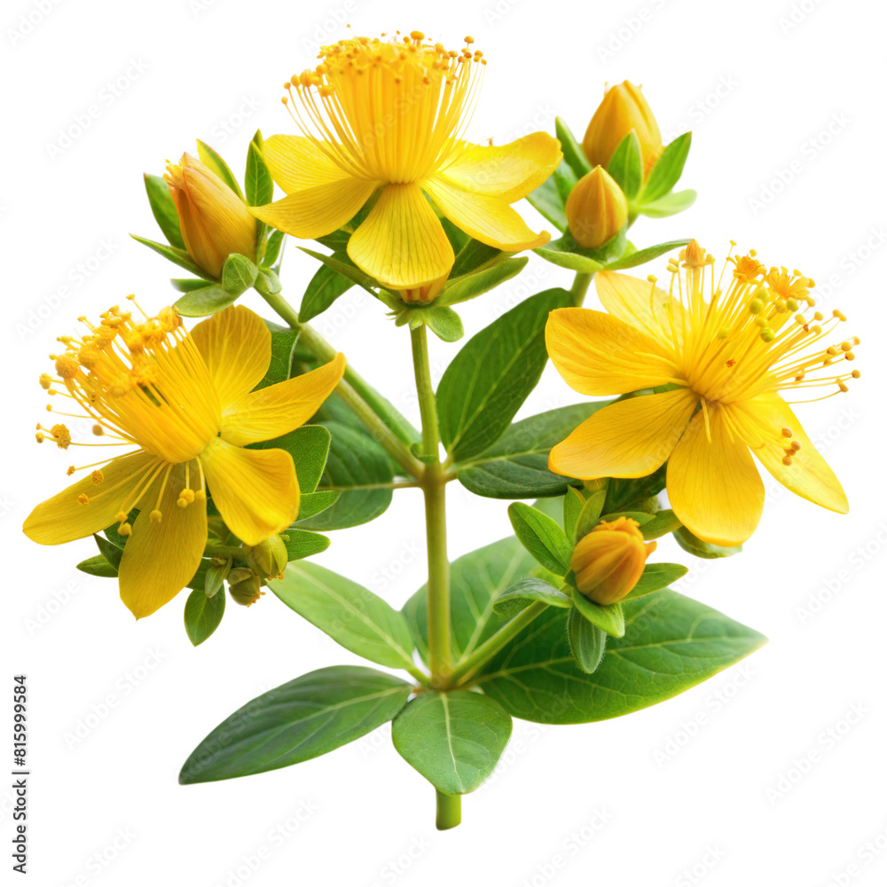 Bright yellow St. Johns Wort flowers and buds with green leaves isolated on a white background