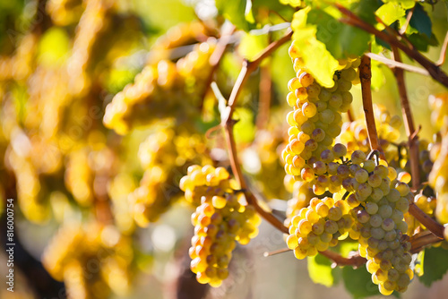 Organic Ripe Chardonnay Grapes Okanagan Valley Vineyard