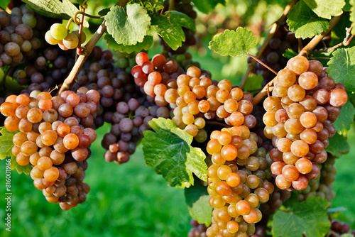 Organic Ripe Pinot Gris Grapes Okanagan Valley Vineyard photo