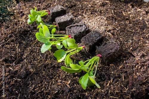 Radieschen (lat. Raphanus sativus var. sativus) junge Pflanzen im Hochbeet - Nahaufnahme / Details