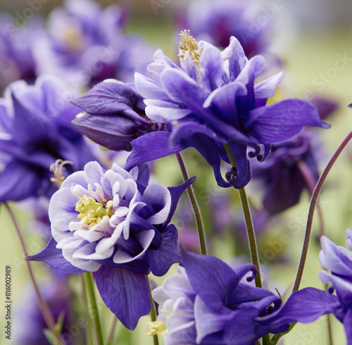 aquilegia flower in bloom in the garden