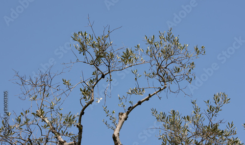 branches of olive