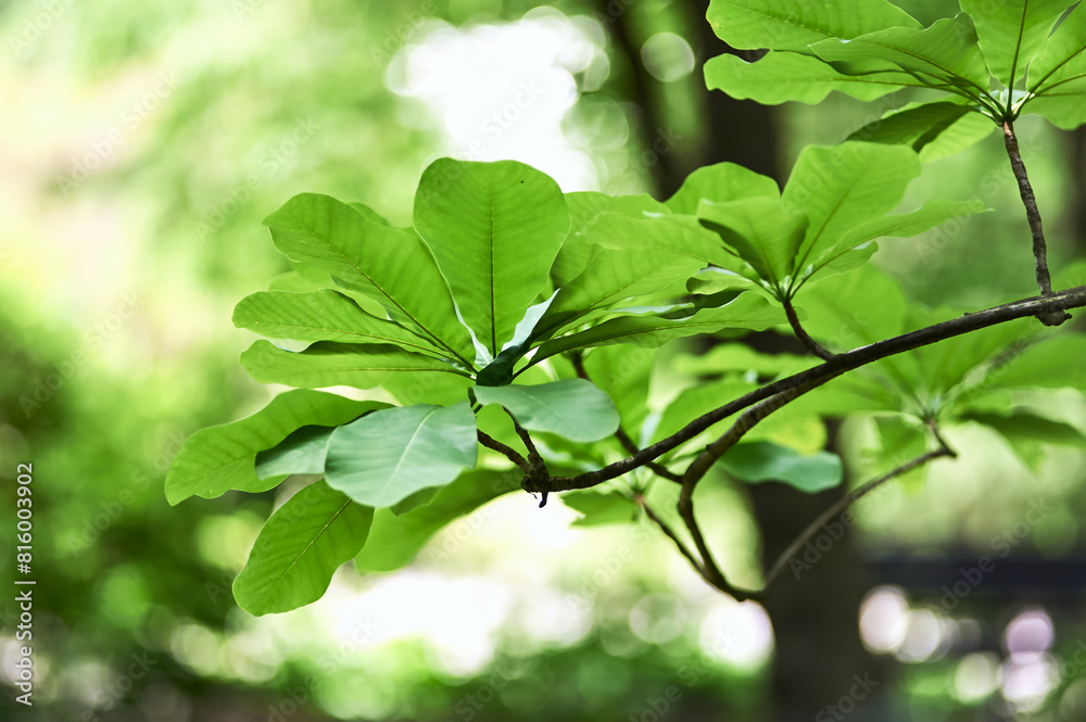 Green leaves background. Selective and soft focus. Copy space. Green leaves background. Selective and soft focus. Copy space.