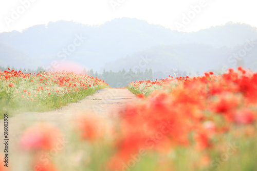 A view full of red poppies along the banks of the riverside. Sunset view of Akyang banks in Haman-gun, South Gyeongsang Province, South korea.