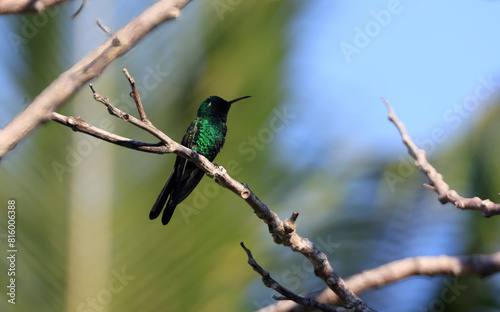 Cuban Emerald or Esmeralda Cubana - A Hummingbird in Cuba (Riccordia ricordii) photo